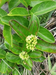 Parsonsia alboflavescens