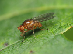 Physoclypeus