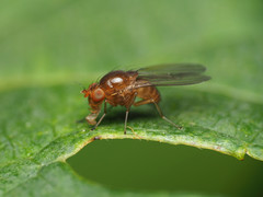 Physoclypeus