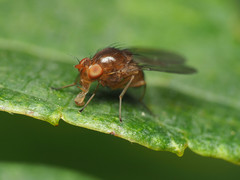 Physoclypeus