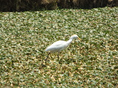 Bubulcus ibis