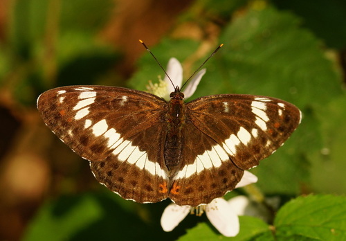 Eurasian White Admiral, Hummelo en Keppel, Gelderland, Netherlands, photo 9 of 10