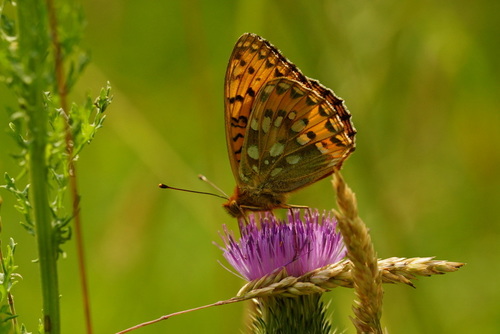 Dark Green Fritillary, Arnhem, Gelderland, Netherlands, photo 6 of 10