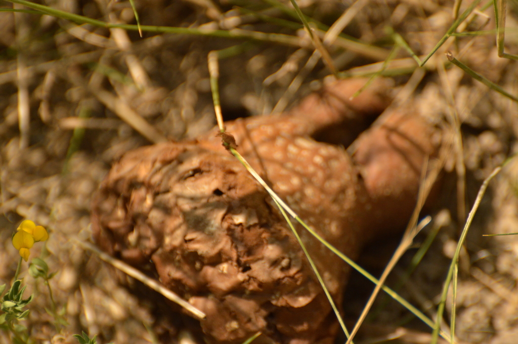 Calvatia cyathiformis · January 2020 · photo: © andreaargentinat (iNaturalist, cc-by)