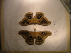 Antheraea oculea