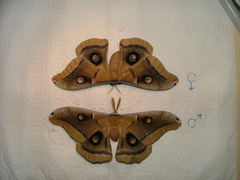 Antheraea oculea