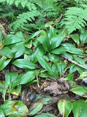 Clintonia borealis