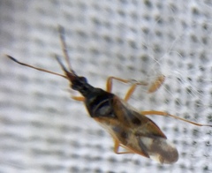 Anthocoris
