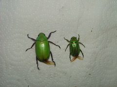Chrysina gloriosa