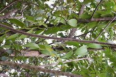 Vanilla planifolia
