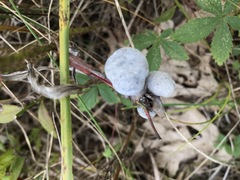 Botrytis