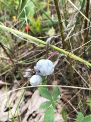 Botrytis