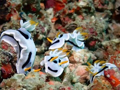 Chromodoris alcalai