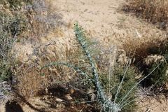 Stephanomeria exigua exigua