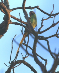Psittacula himalayana