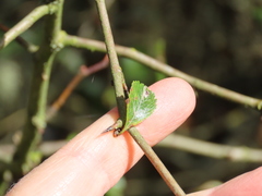Crataegus gaylussacia