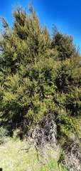 Kunzea serotina