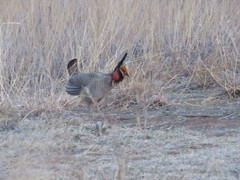 Tympanuchus pallidicinctus