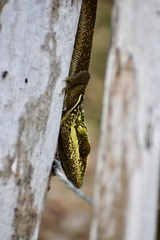 Anolis noblei