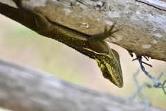 Anolis noblei