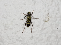 Cotyclytus cristatus