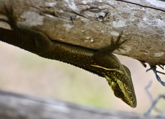 Anolis noblei