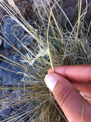 Stipa