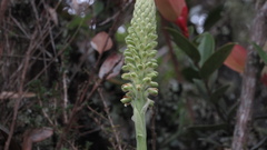 Gomphichis