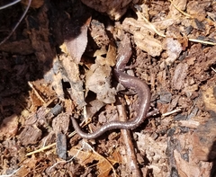 Plethodon cinereus