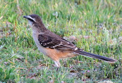 Mimus saturninus