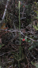 Gomphichis