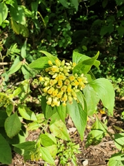 Schistocarpha eupatorioides