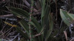 Gomphichis