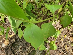 Schistocarpha eupatorioides
