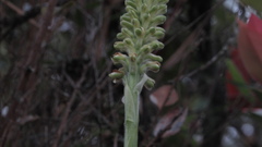 Gomphichis