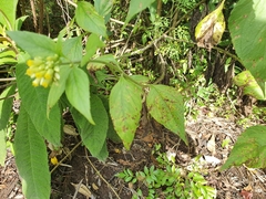 Schistocarpha eupatorioides