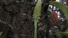 Gomphichis