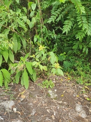 Schistocarpha eupatorioides