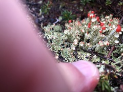 Cladonia coccifera