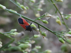Melanopleurus belfragei
