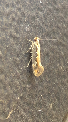 Ornativalva erubescens