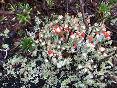 Cladonia coccifera