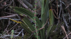 Gomphichis