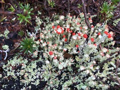 Cladonia coccifera