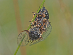 Cicadetta montana