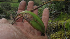 Gomphichis
