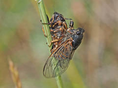 Cicadetta montana