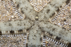 Archaster typicus