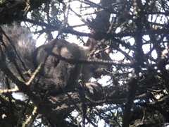 Sciurus carolinensis