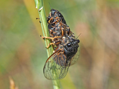 Cicadetta montana